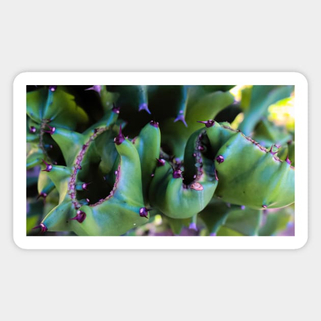 Abstract view from a cactus part Magnet by kall3bu